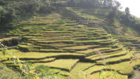 Terraced fields are characteristic of the hill country