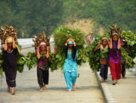 Carrying fodder and firewood